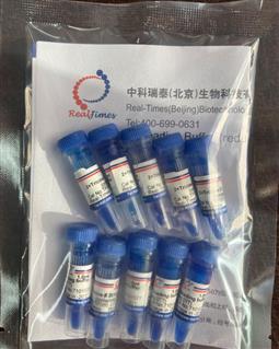 2×Tricine多肽上樣緩沖液（變性，還原，含溴酚藍）